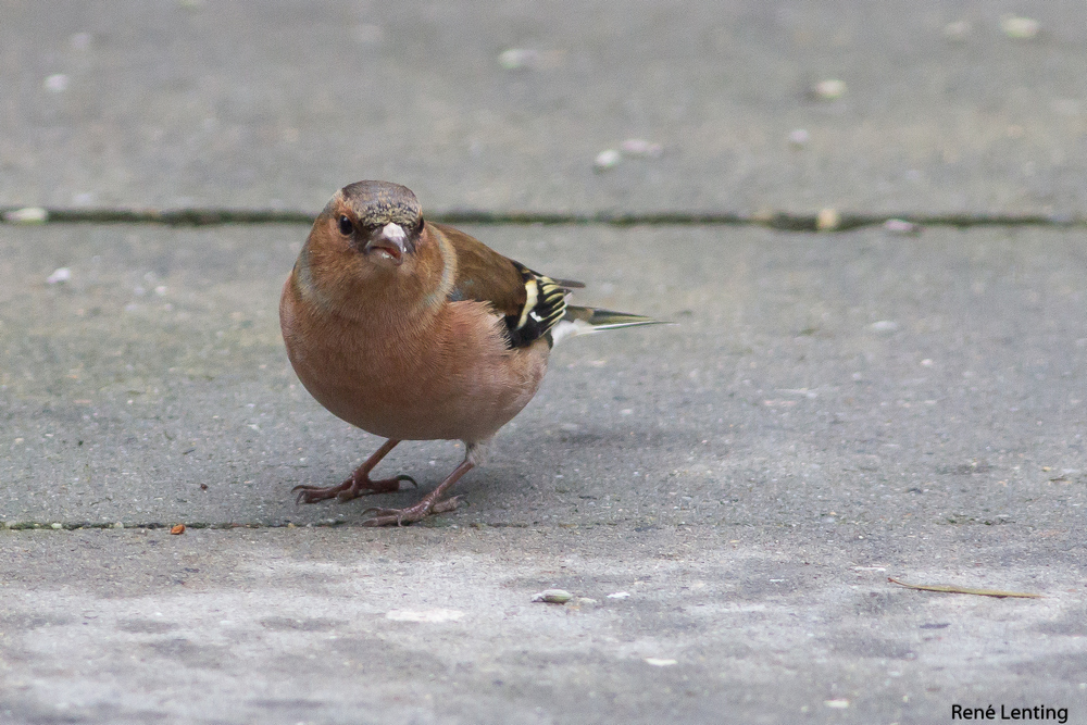 Vink