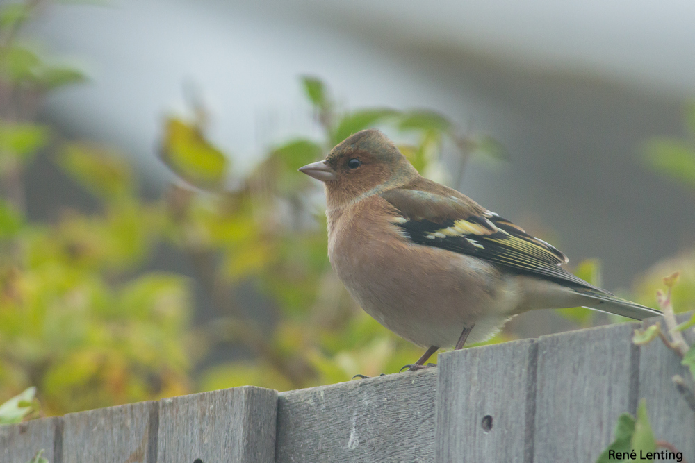 Vink