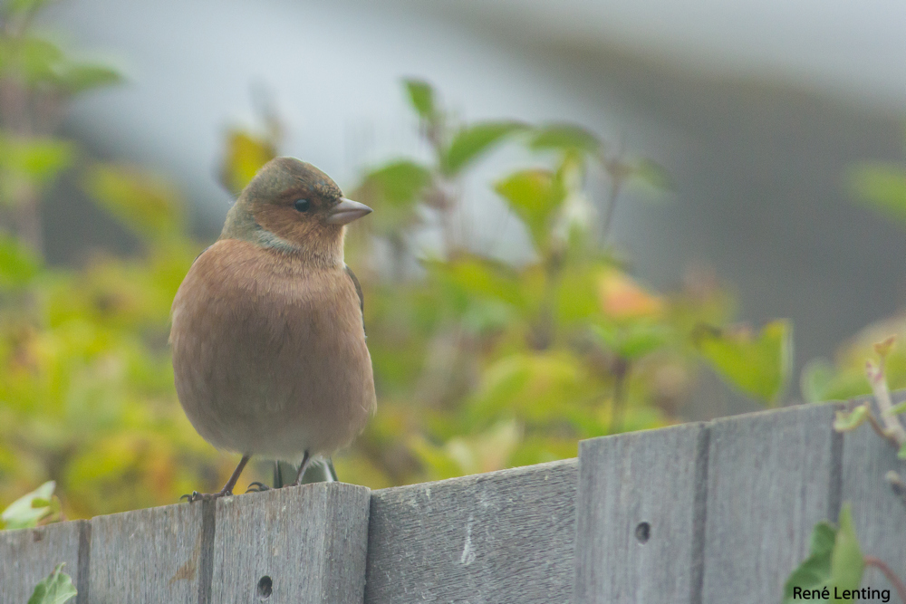 Vink