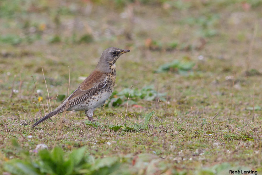 Kramsvogel