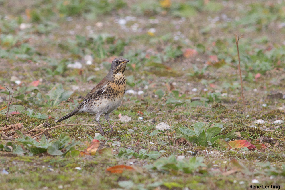Kramsvogel