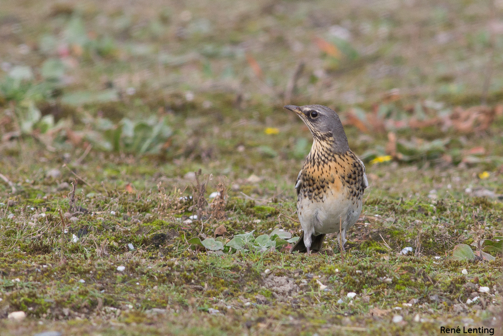 Kramsvogel