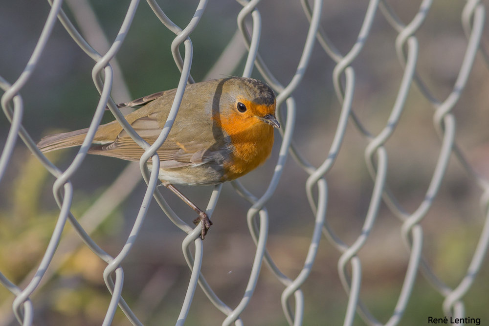 Roodborst