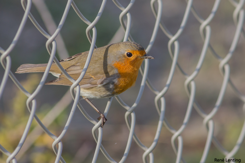 Roodborst
