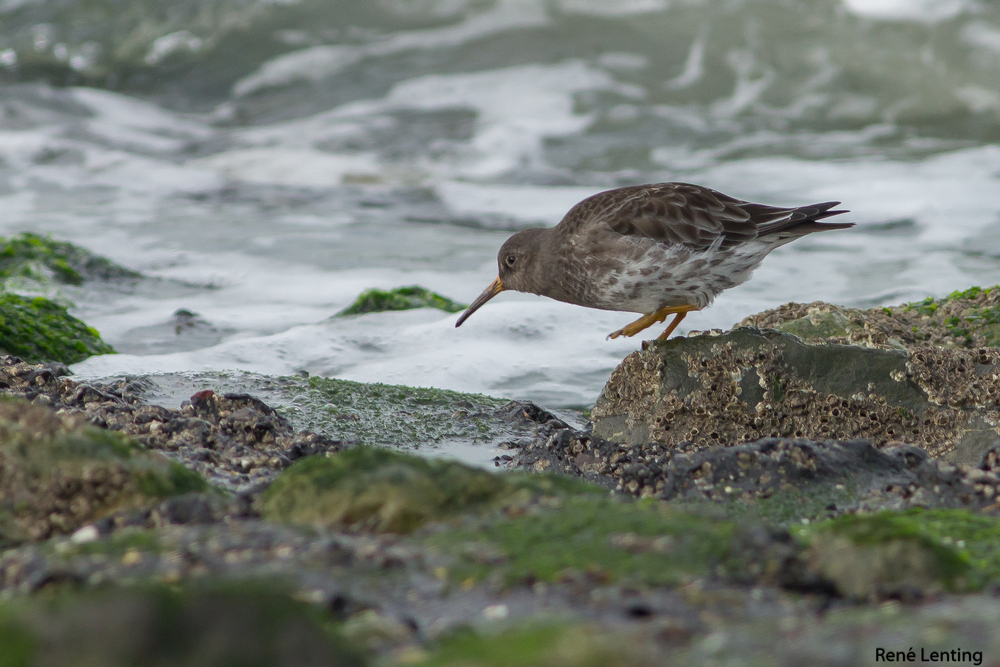 Paarse Strandloper