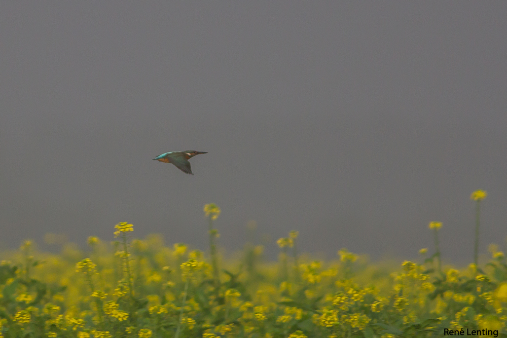 IJsvogel