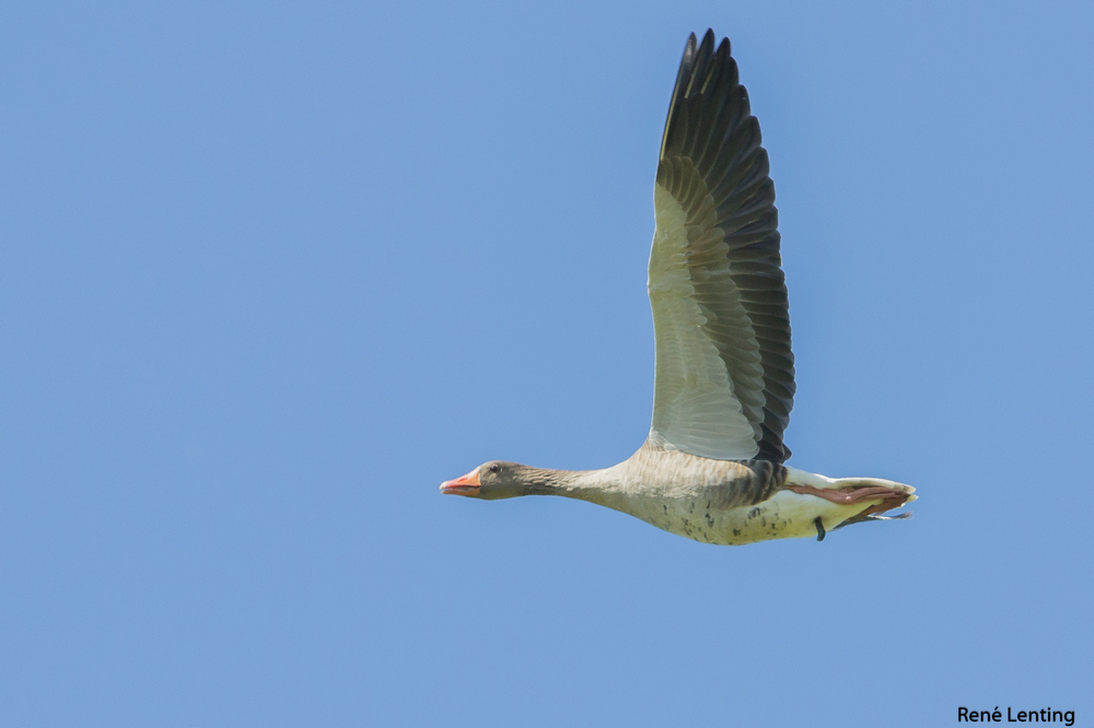 Grauwe Gans