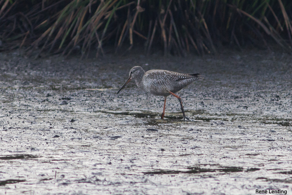 Zwarte Ruiter