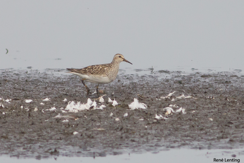 Gestreepte Strandloper