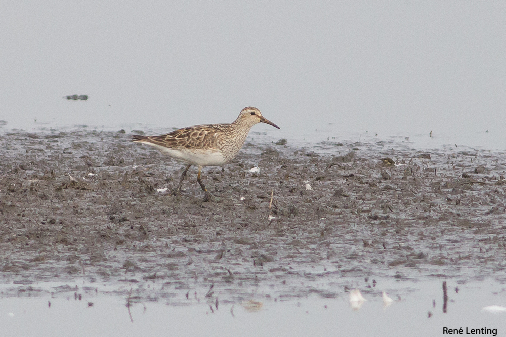 Gestreepte Strandloper