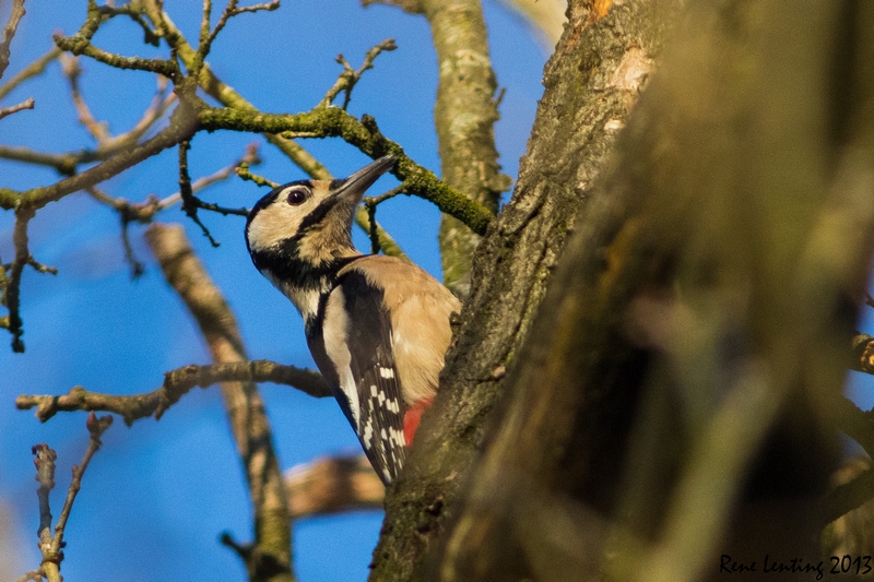 Grote Bonte Specht