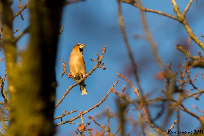 Appelvink