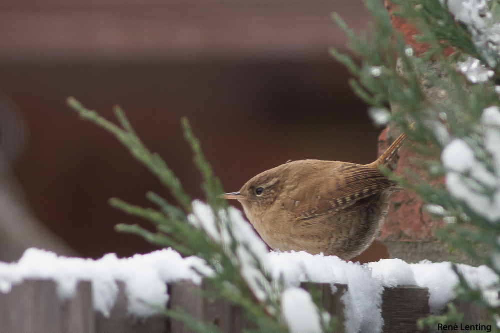Winterkoning