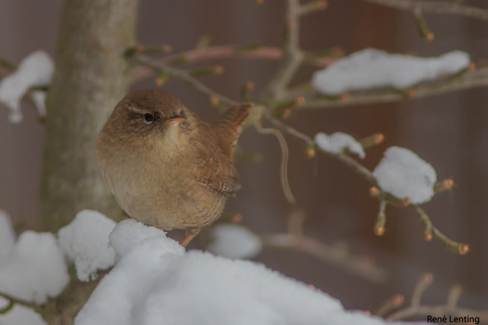 Winterkoning
