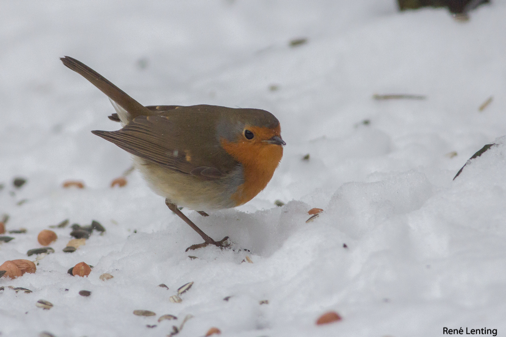 Roodborst