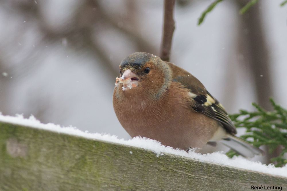 Vink