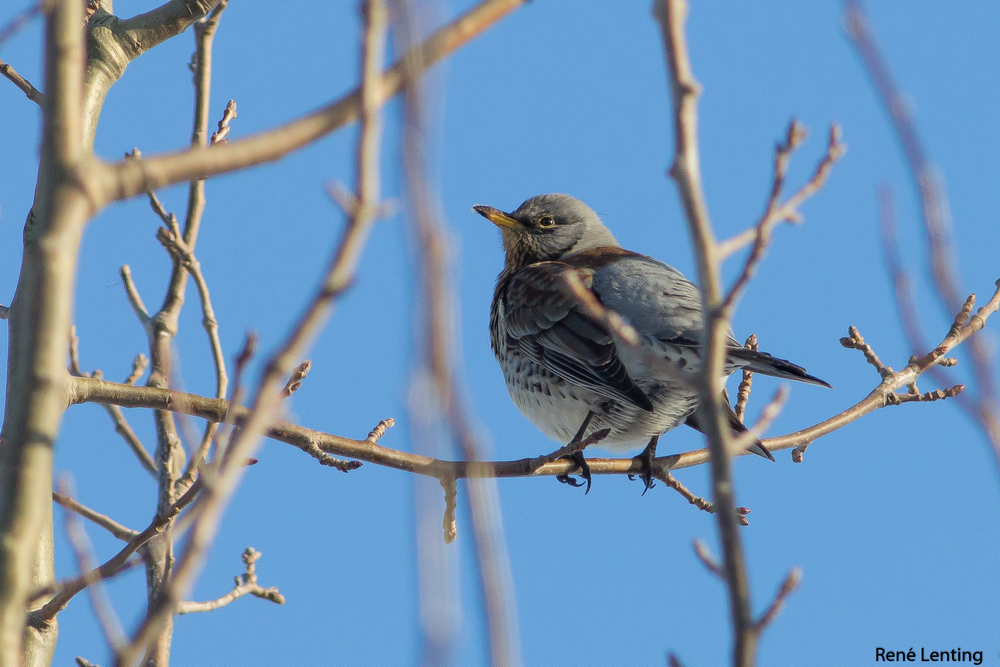 Kramsvogel