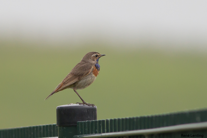 Blauwborst