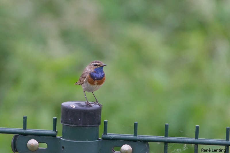 Blauwborst