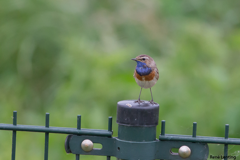 Blauwborst
