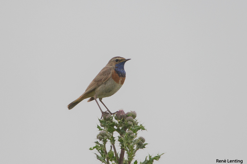 Blauwborst