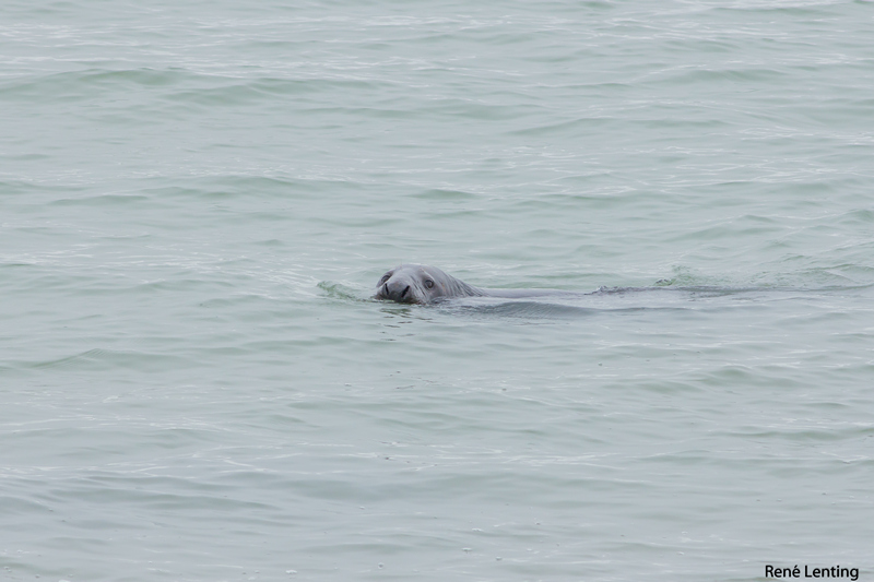 Grijze Zeehond