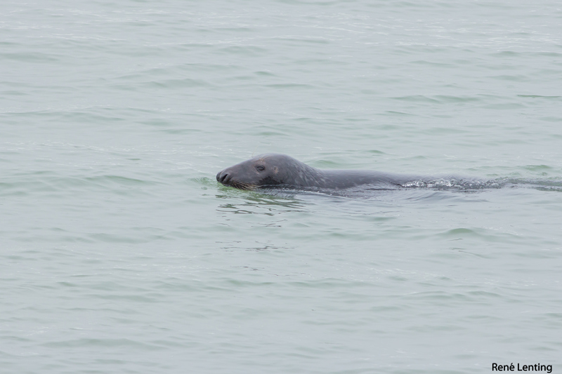 Grijze Zeehond