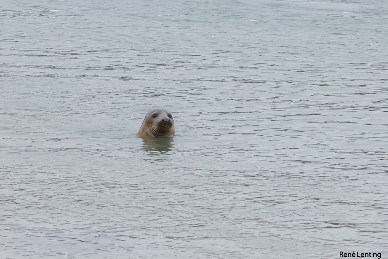 Gewone Zeehond