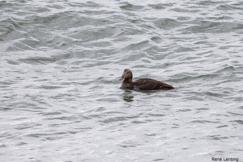 Eider