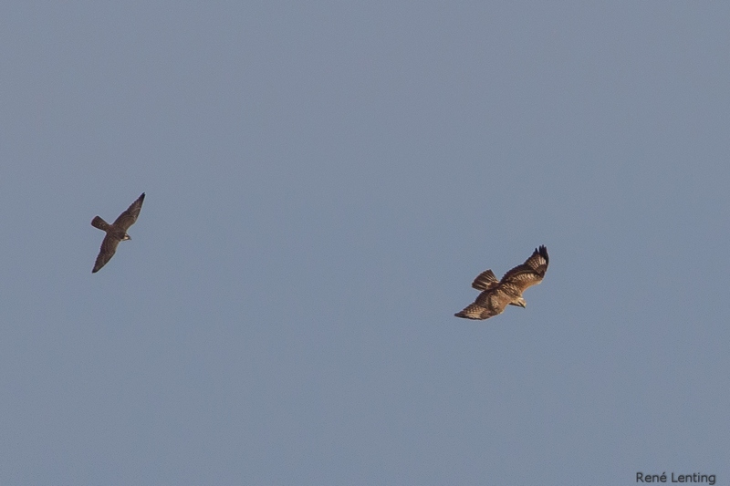 Arendbuizerd