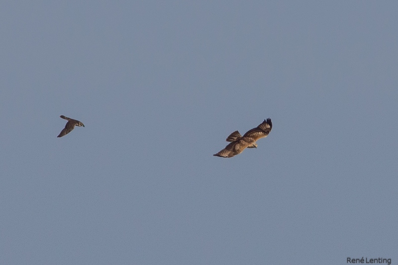 Arendbuizerd