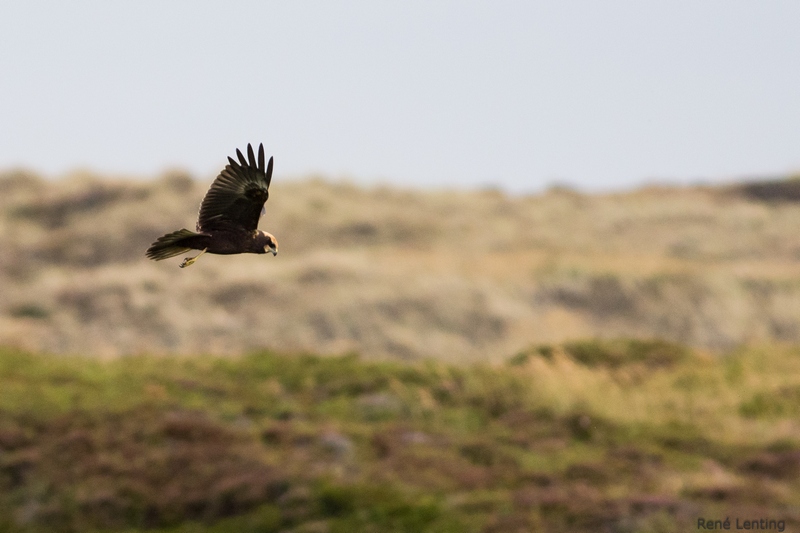 Bruine Kiekendief