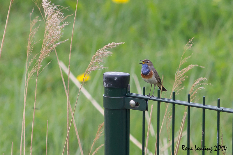 Blauwborst