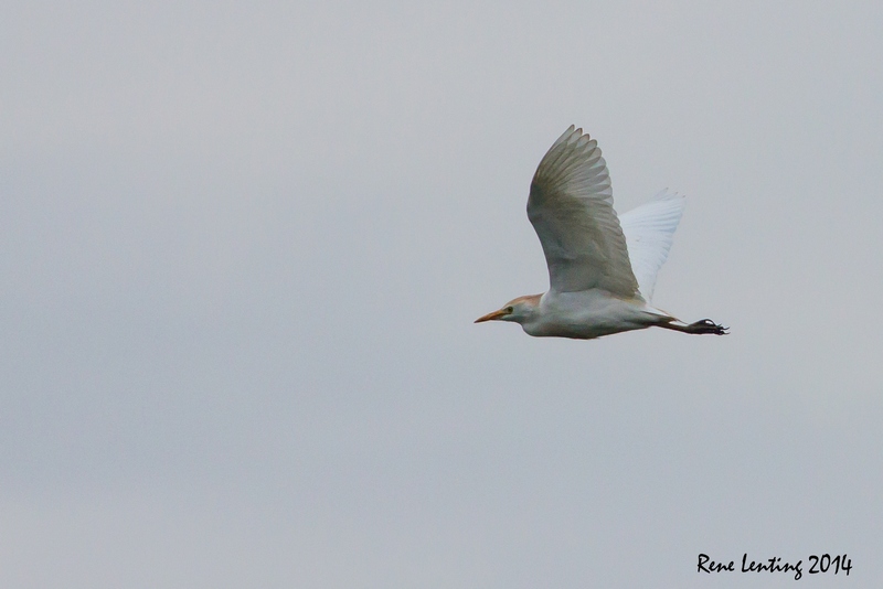 Koereiger
