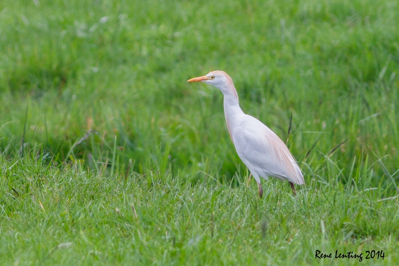 Koereiger