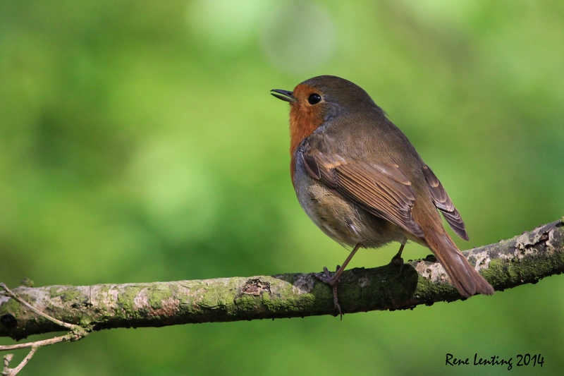 Roodborst