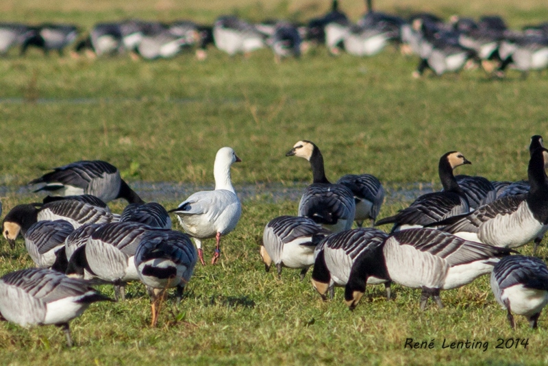 Ross' Gans