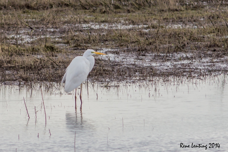 Grote Zilverreiger