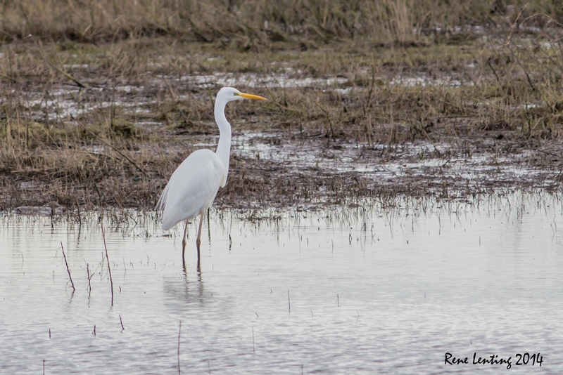 Grote Zilverreiger
