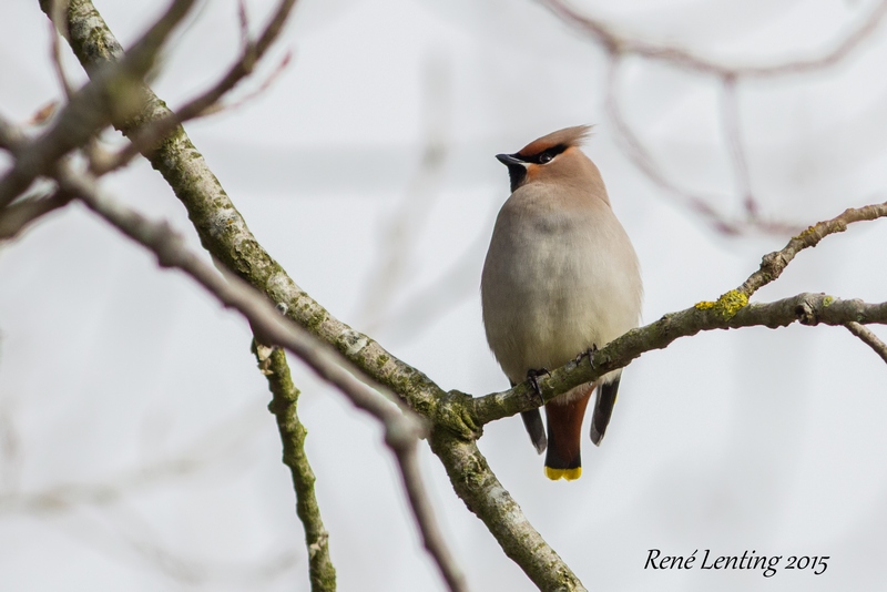 Pestvogel