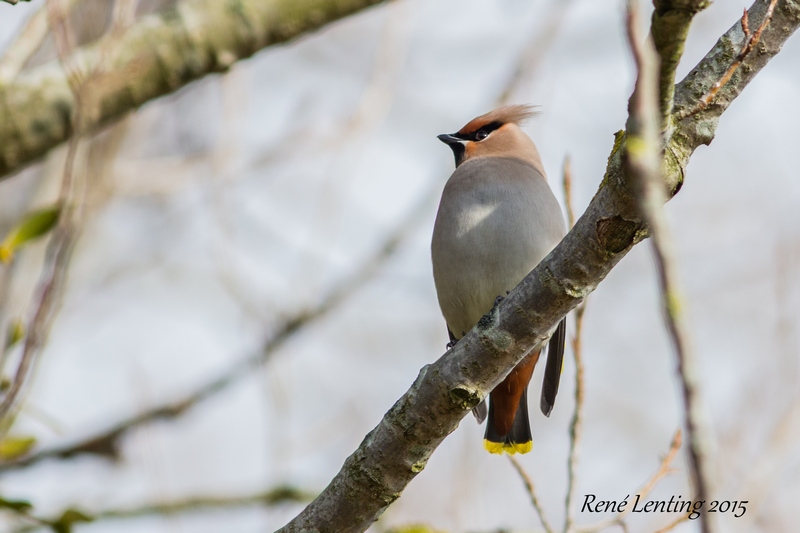 Pestvogel