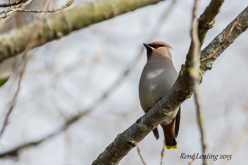 Pestvogel