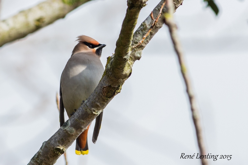 Pestvogel
