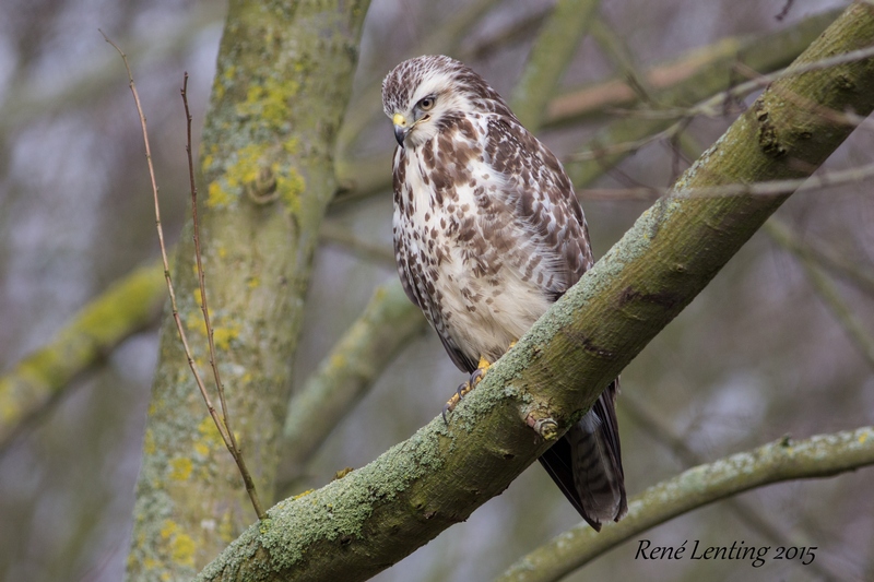 Buizerd