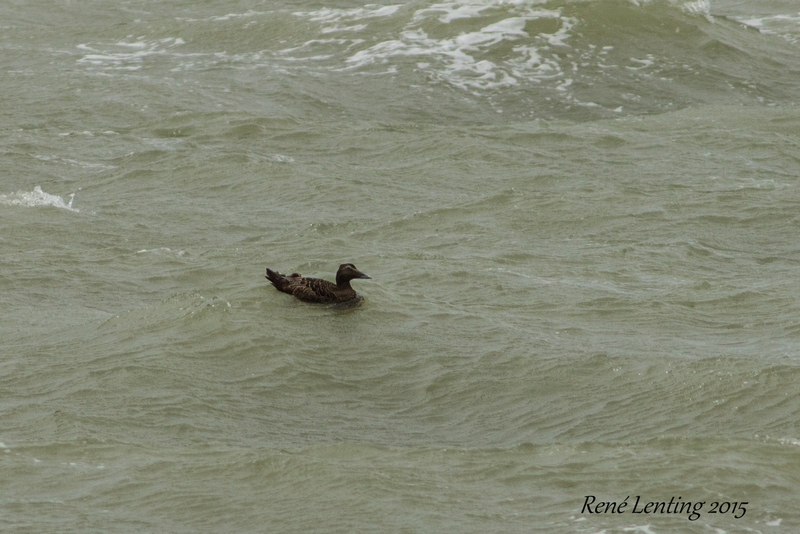 Eider
