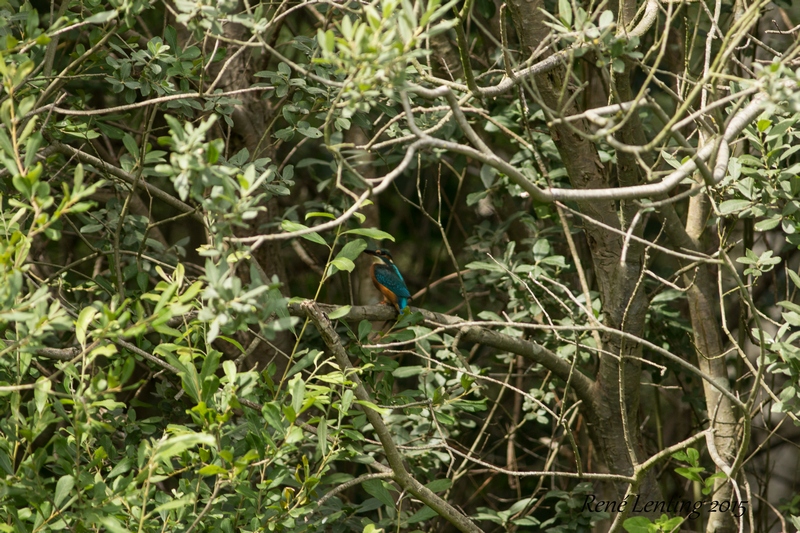 IJsvogel