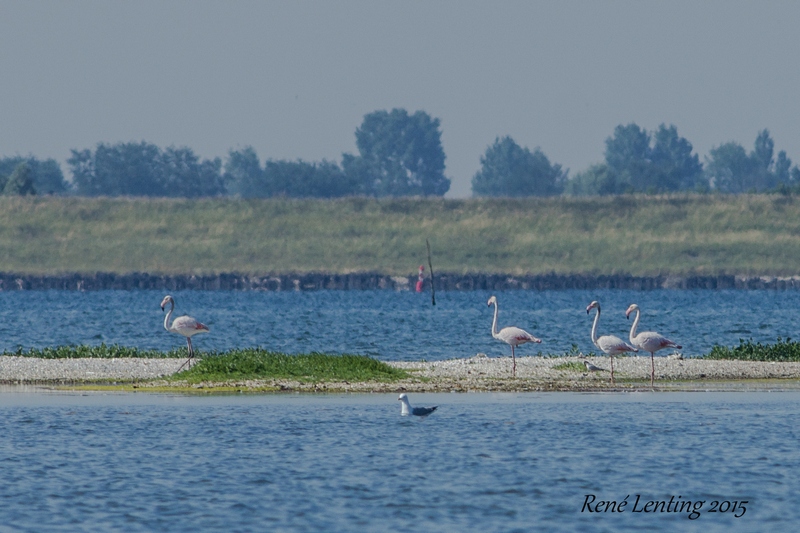 Flamingo