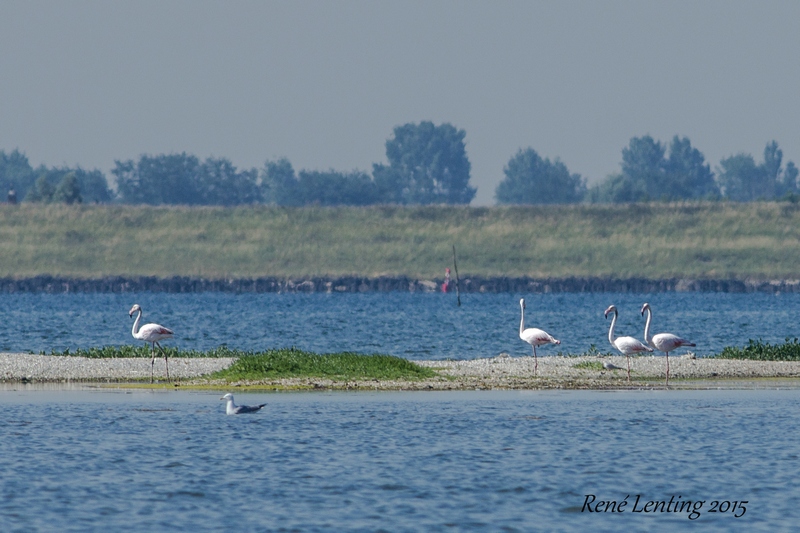 Flamingo