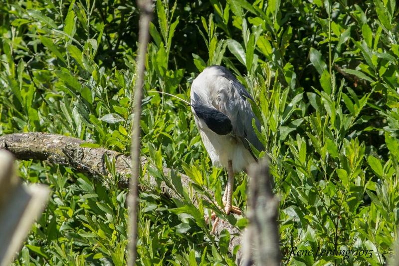 Kwak