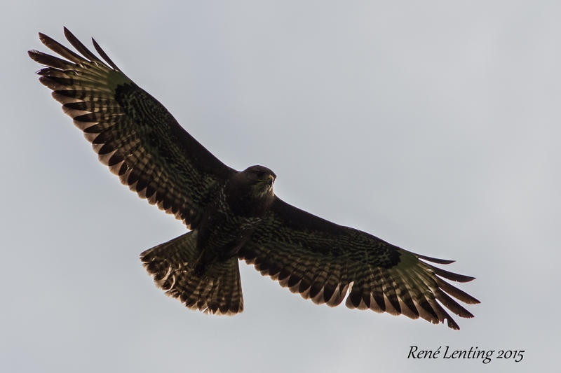 Buizerd